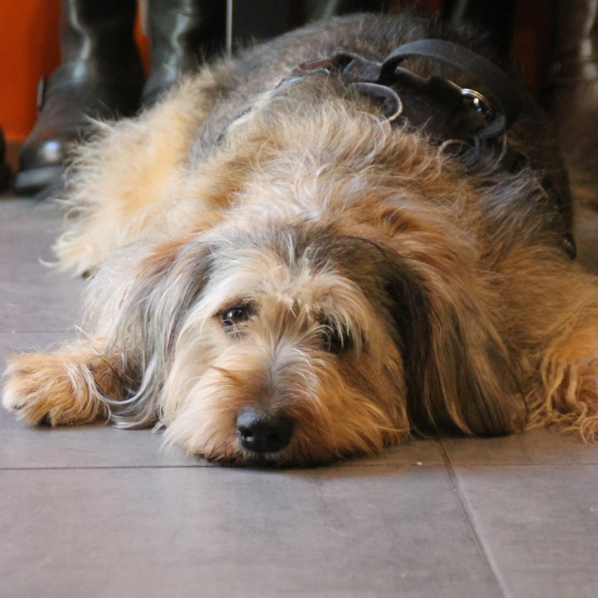Jeune chien mignon Charly