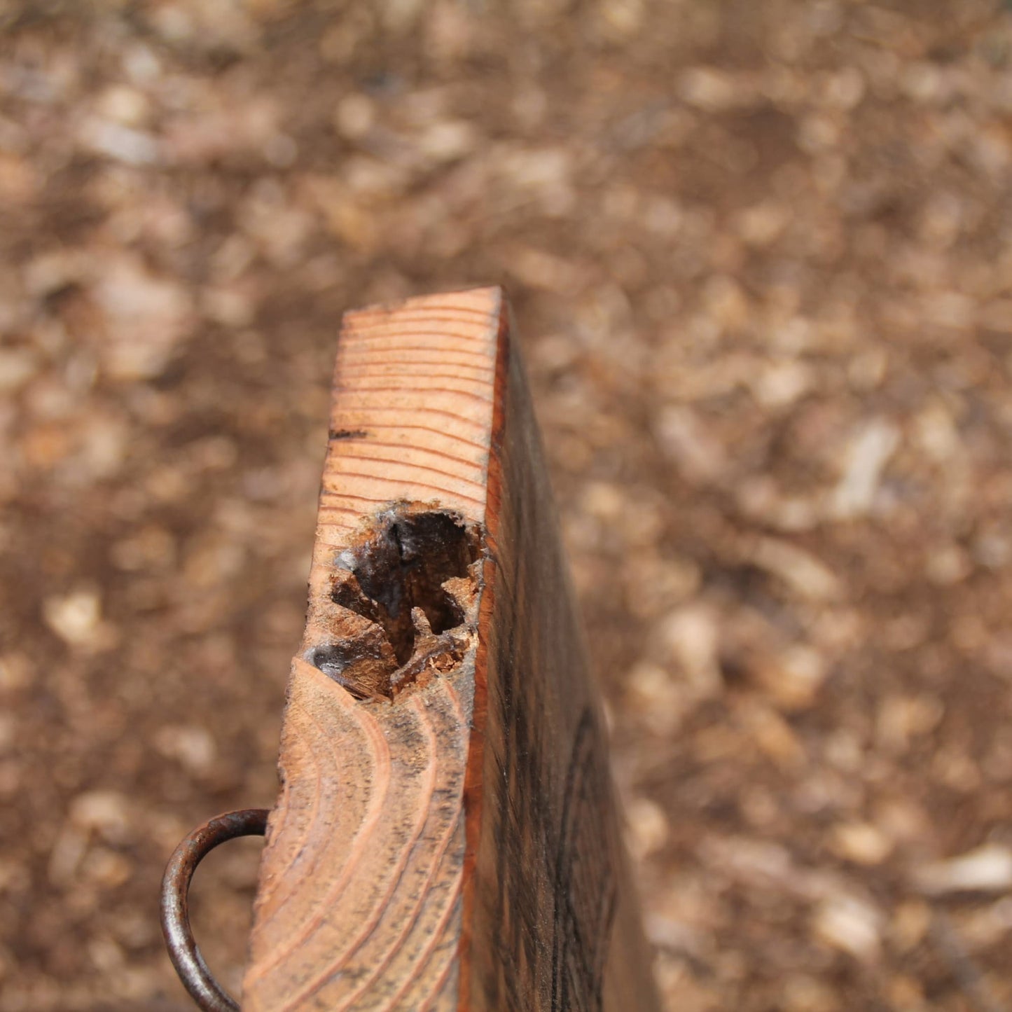 Détails sur les défauts naturels du bois sur le support de casque